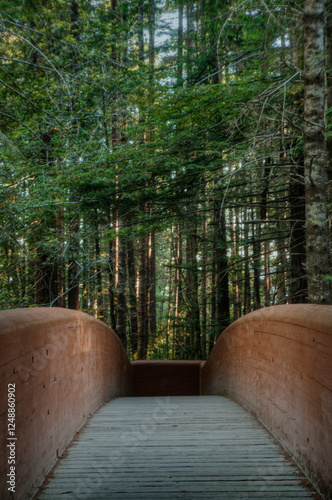 A foot bridge for walking through the trees in the Redwood National Park in northern California, USA.