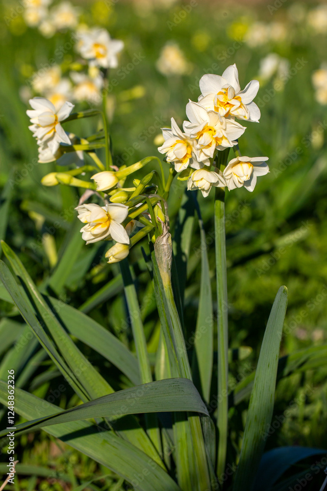 Beautiful white daffodils or Narcissus flower in a field. Karaburun,Izmir - Turkey Beautiful white daffodils or Narcissus flower in a field. Karaburun,Izmir - Turkey