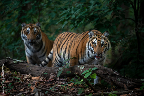 Two curious subadult tiger cubs making eye contact against a backdrop of winter saal forest at Jim Corbett National Park, Uttarakhand, India photo