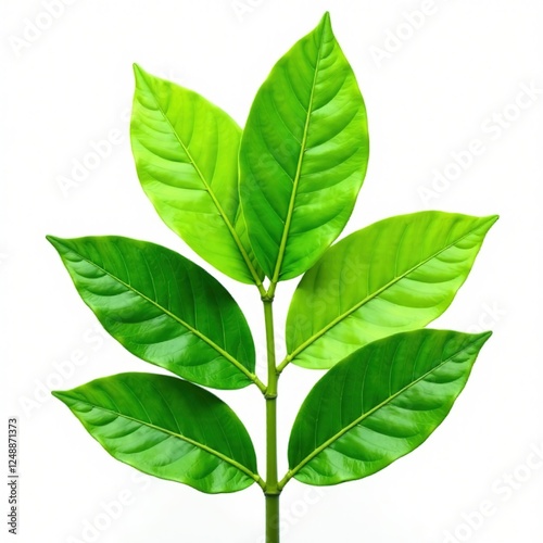Jackfruit Leaves Isolated - Fresh, Vibrant Greens
