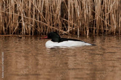 Common merganser swimming in the water. photo