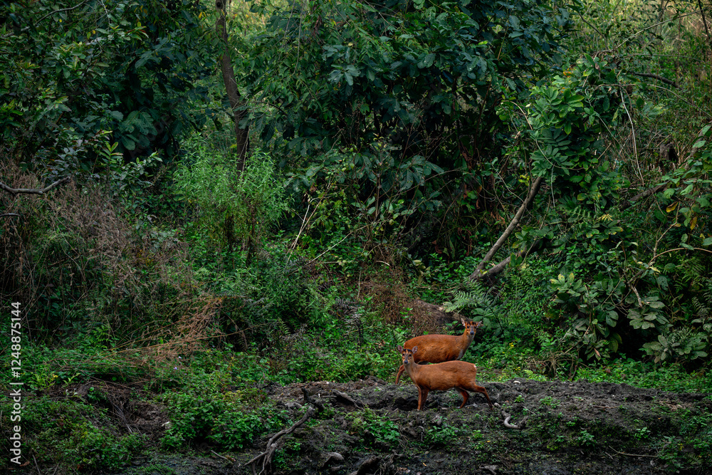 Two bright orange coloured barking deers foraging in their natural habitat of terai old growth forests at Jim Corbett National Park, Uttarakhand, India Two bright orange coloured barking deers foraging in their natural habitat of terai old growth forests at Jim Corbett National Park, Uttarakhand, India