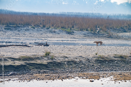 A dominant tigress walking on white stone-bed of the the vast open riparian habitat of Ramganga river basin situated in the Terai forests of Jim Corbett National Park photo