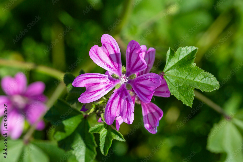 Fototapeta premium Wild flower, scientific name; Malva sylvestris