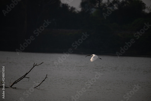 A majestic Ibis with outstretched wings , captured in mid flight against dark background. Its white plumage contrasts beautifully against the muted background. photo