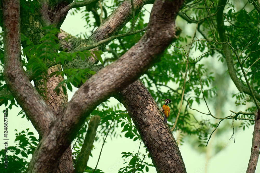A vibrant greater flameback woodpecker clings to a tree trunk, searching for insects in the bark. Striking red plumage contrasts with black and white marking. The background is blur green plumage. A vibrant greater flameback woodpecker clings to a tree trunk, searching for insects in the bark. Striking red plumage contrasts with black and white marking. The background is blur green plumage.