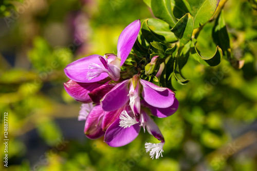 Polygala myrtifolia is a plant species belonging to the Polygala genus. photo