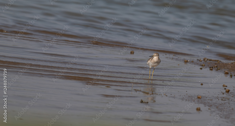 The beautiful wood sandpiper , speckled brown and white plumage and distinctive yellow legs, stands on a muddy bank with a calm blue body of water. Defocused birds are visible in the background. The beautiful wood sandpiper , speckled brown and white plumage and distinctive yellow legs, stands on a muddy bank with a calm blue body of water. Defocused birds are visible in the background.