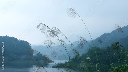 The wind moved the reeds on an overcast day photo