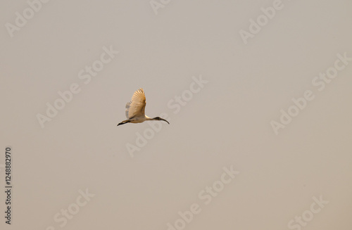 A majestic Ibis with outstretched wings , captured in mid flight against soft grey sky. Its white plumage contrasts beautifully against the muted background. photo