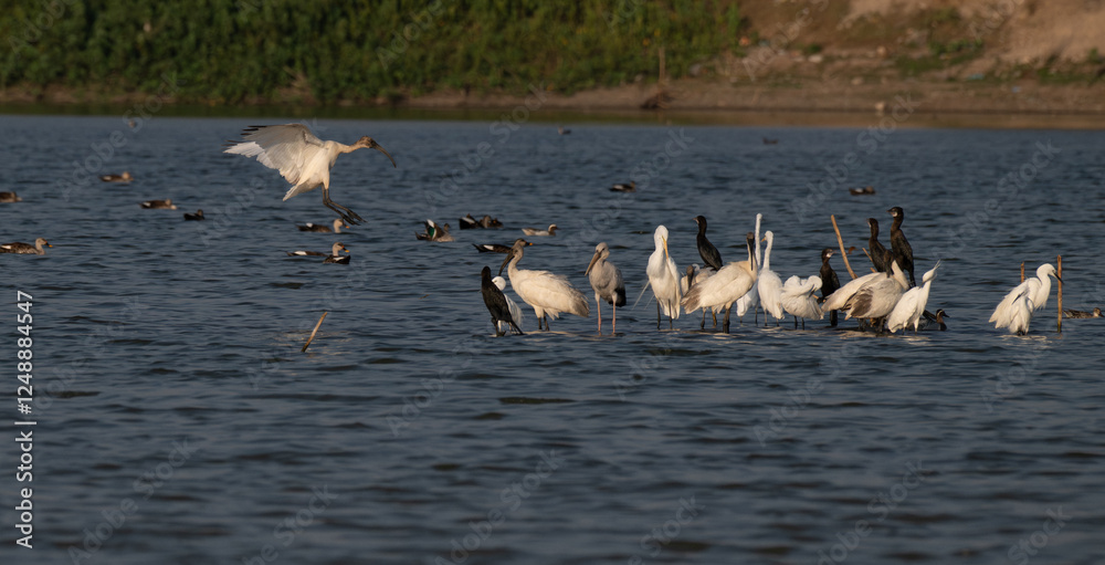 Flock of water birds including pelicans, cormorants, and egrets perched on a wooden platform in lake on a sunny day. The background is blurred with blue water. Flock of water birds including pelicans, cormorants, and egrets perched on a wooden platform in lake on a sunny day. The background is blurred with blue water.