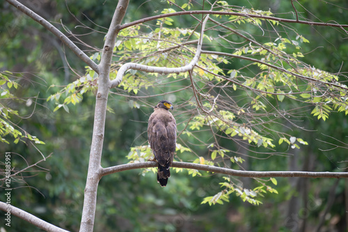A majestic crested serpent eagle with its distinctive crest and piercing gaze, perched on a branch in its natural habitat. The background is blurred with greenish foliage.