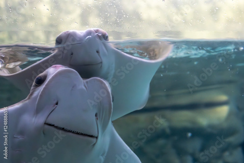 two sting-rays in a tank