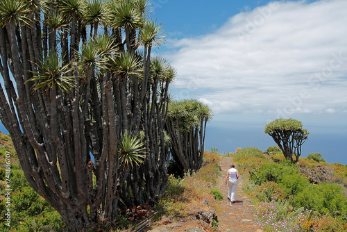 auf der Kanaren-insel La Palma findet man noch einige der exotischen Drachenbäume photo