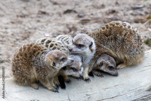 meerkat on a rock photo