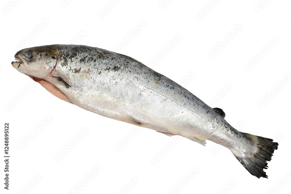 Salmon fish lies on a white background. Salmon fish lies on a white background.