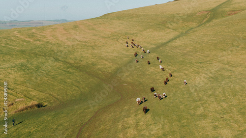 A herd of cows are walking across a grassy hill