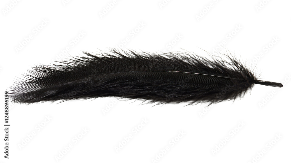 Black feather isolated on white background Black feather isolated on white background