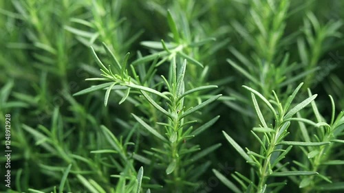 The green rosemary plant