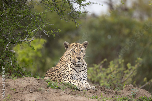 A female leopard, Panthera pardus, lying down, direct gaze.