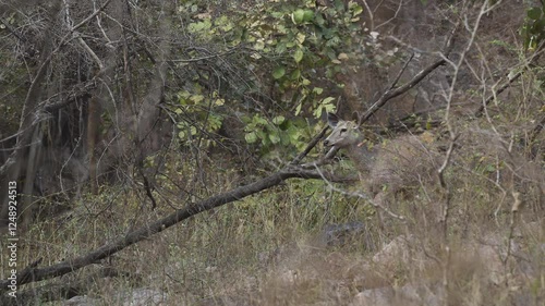 full shot of alert wild female sambar deer or rusa unicolor stomps her legs shake giving alarm calls sign of seeing predator or danger animal at ranthambore national park tiger reserve rajasthan india photo