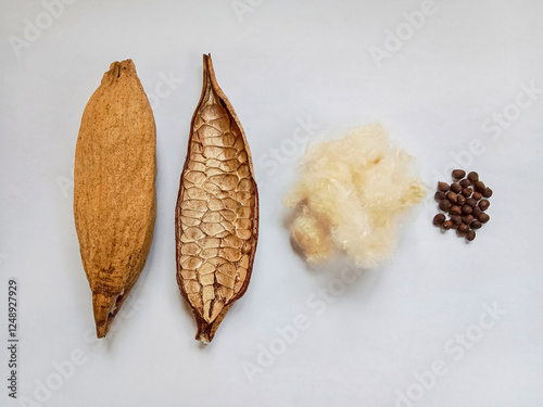 Kapok, Ceiba pods (Ceiba pentandra) on white background. White cotton fiber from kapok fruit. Kapok with its white cotton-like fiber. photo