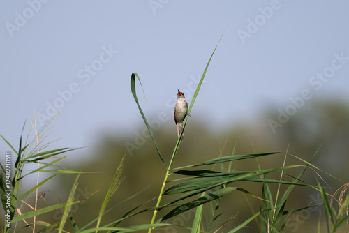 Lone Clamorous reed warbler singing while perched high up on a leaf photo