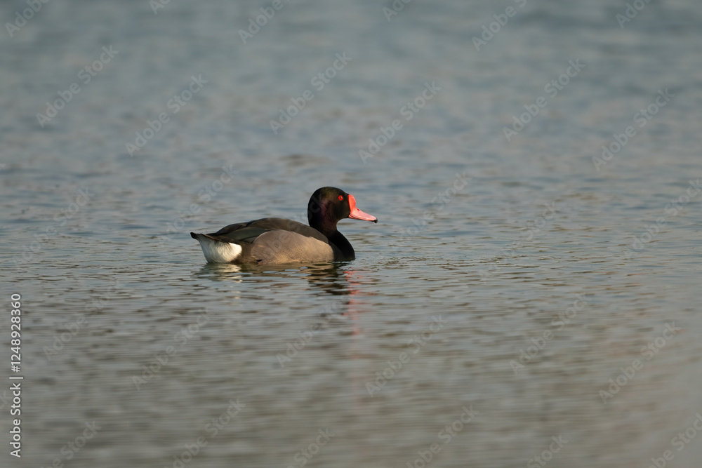 Rosy-billed pochard swimming away in the lake Rosy-billed pochard swimming away in the lake