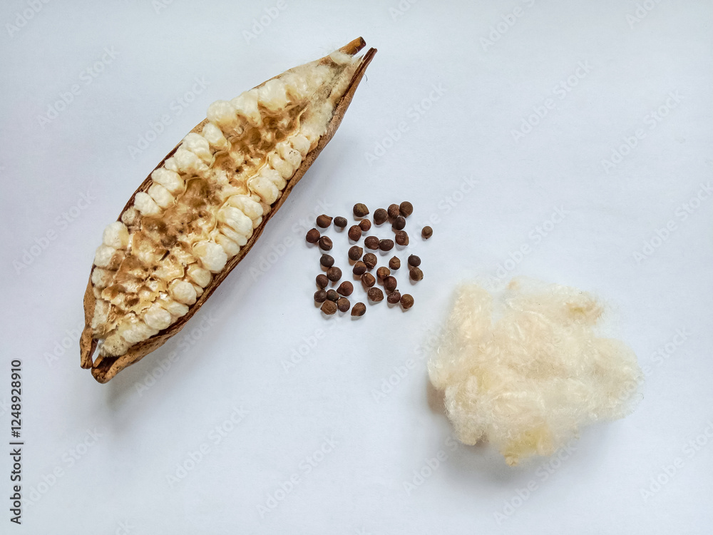 Kapok, Ceiba pods (Ceiba pentandra) on white background. White cotton fiber from kapok fruit. Kapok with its white cotton-like fiber. Kapok, Ceiba pods (Ceiba pentandra) on white background. White cotton fiber from kapok fruit. Kapok with its white cotton-like fiber.