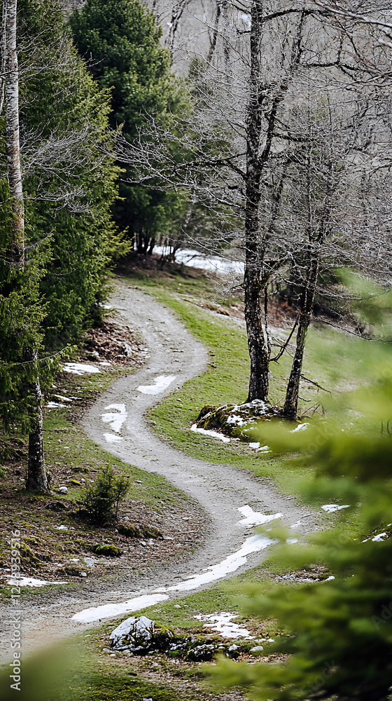 Fototapeta premium Overhead View of a Winding Woodland Path with Melting Snow, Spring Landscape