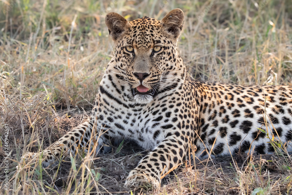 A portrait of a male leopard, Panthera pardus, lying in grass. A portrait of a male leopard, Panthera pardus, lying in grass.