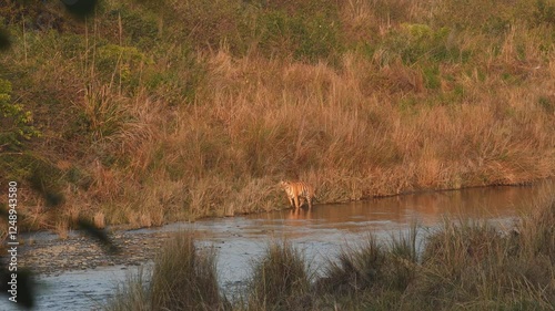 Wide shot of wild female tiger or panthera tigris standing in middle of ramganga river water stream in golden hour sunset light dhikala jim corbett national park forest tiger reserve uttarakhand india