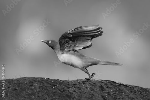 Schilderij op canvas Mono red-billed oxpecker takes off from buffalo