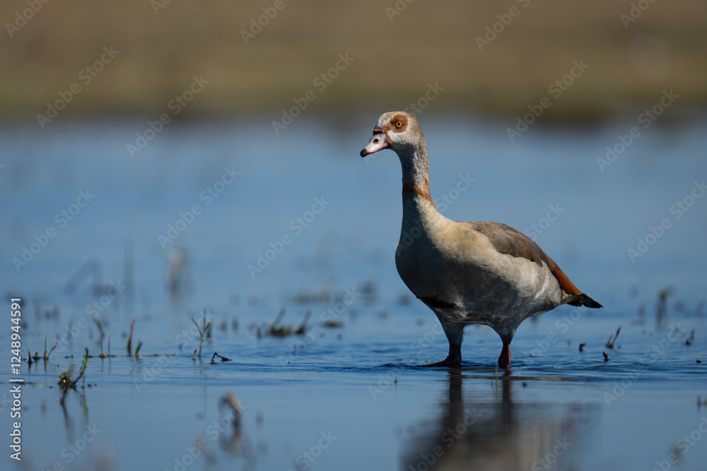 Egyptian goose stands with catchlight in shallows Egyptian goose stands with catchlight in shallows