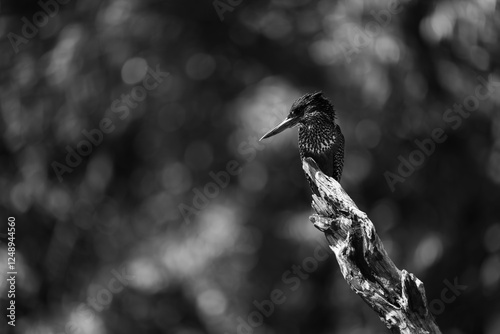 Mono giant kingfisher looks down from branch photo