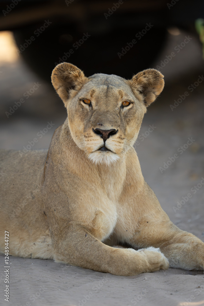 Close-up of lioness lying on sandy road Close-up of lioness lying on sandy road