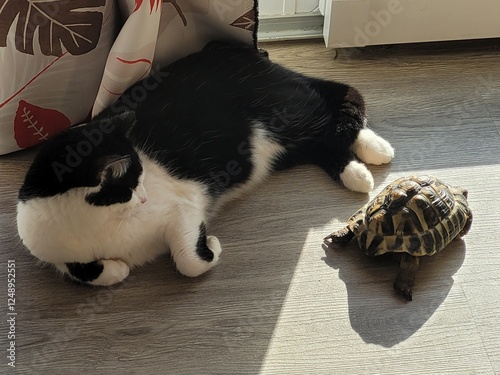 cat and turtle 
