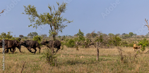 A sub-adult male lion, Panthera leo, chasing a herd of buffalo, Syncerus caffer. photo