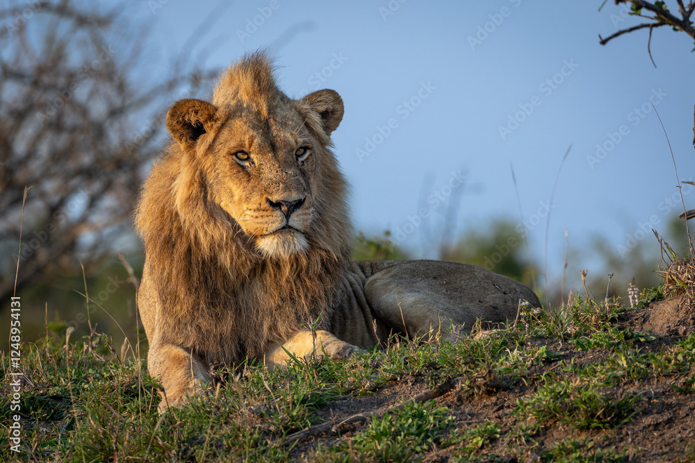 A sub-adult male lion, Panthera leo, lying on a mound. A sub-adult male lion, Panthera leo, lying on a mound.