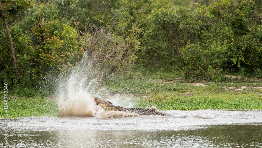 A crocodile, Crocodylus niloticus, in the water with an animal in it's mouth, thrashing and spraying water. A crocodile, Crocodylus niloticus, in the water with an animal in it's mouth, thrashing and spraying water.