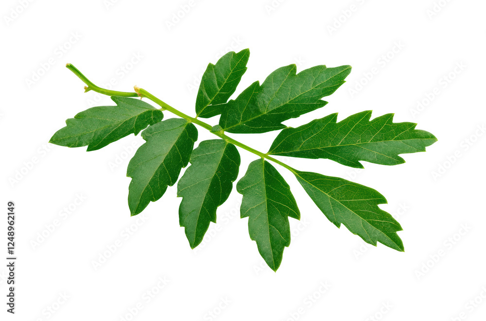 Gathering fresh green leaves nature outdoors isolated on transparent background Gathering fresh green leaves nature outdoors isolated on transparent background