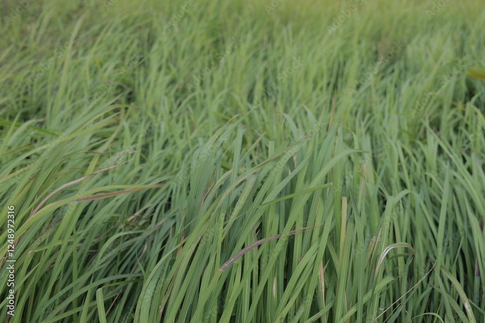 green wheat field green wheat field
