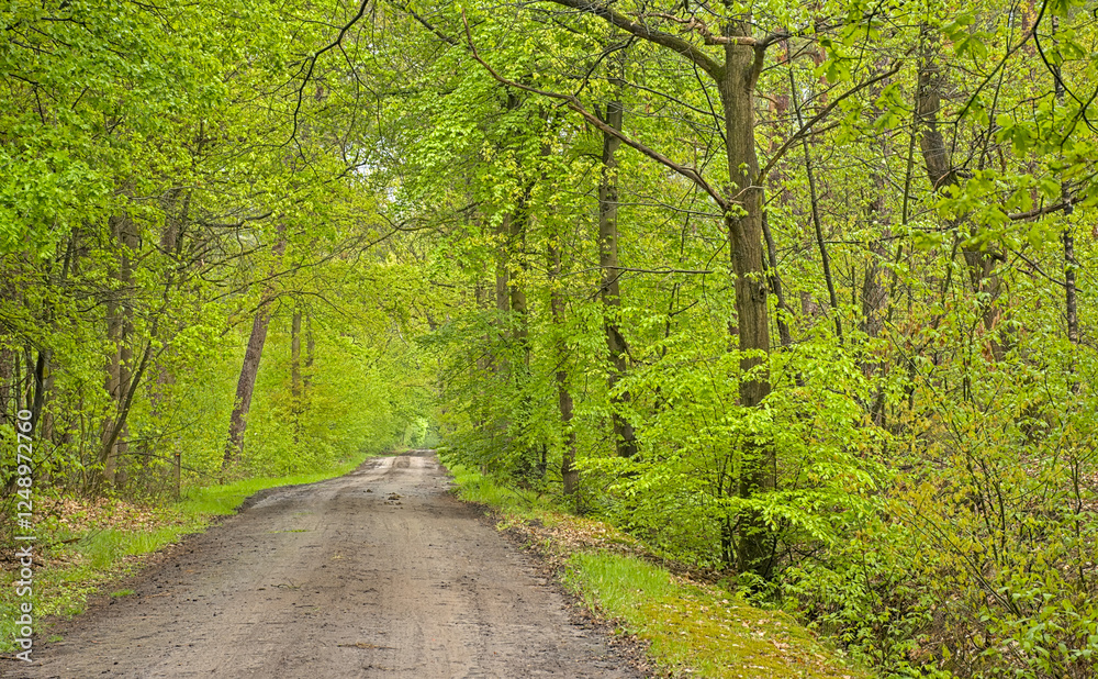 Dirt road between fresh green spring trees in Turnhoutse vennen nature reserve. Turnhout, Flanders, Belgium Dirt road between fresh green spring trees in Turnhoutse vennen nature reserve. Turnhout, Flanders, Belgium