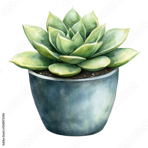 A succulent plant with layered green leaves, seated in a textured ceramic pot.