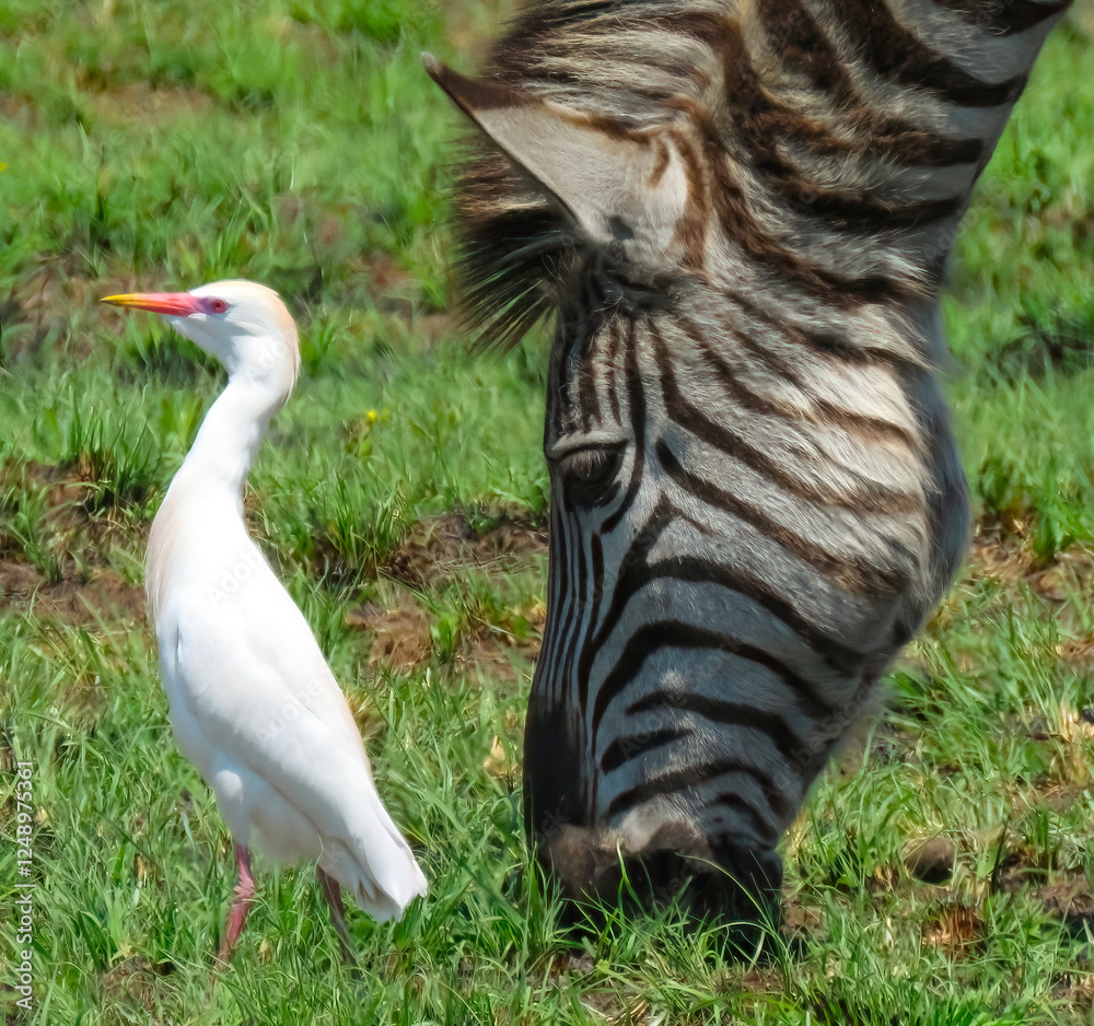 Obraz premium Stepping out together.