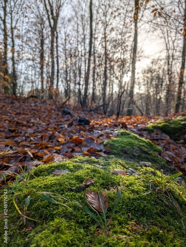 Sunlight filters through a winter forest, illuminating vibrant green moss blanketing the forest floor amidst a scattering of fallen leaves and tree trunks.
