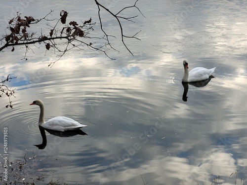 swans on the lake