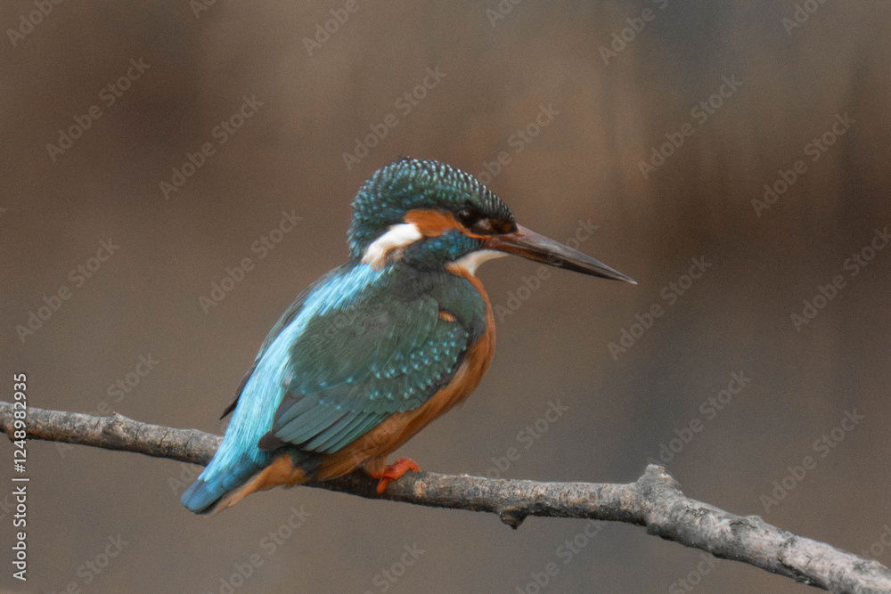 custom made wallpaper toronto digitalCommon kingfisher (Alcedo atthis), also known as the Eurasian kingfisher and river kingfisher sitting on a tree branch.