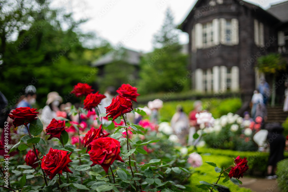 Beautiful roses in the Kyu-Furukawa Teien（a famous garden in Tokyo)