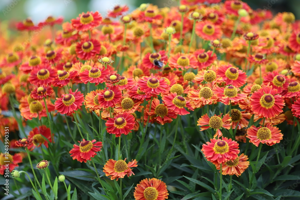 Helenium autumnale. Yellow and red flowers in garden. Helenium autumnale. Yellow and red flowers in garden.